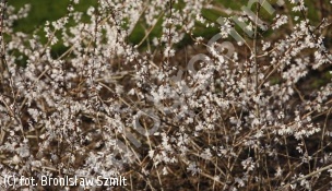zdjecie rosliny: abeliofylum koreańskie