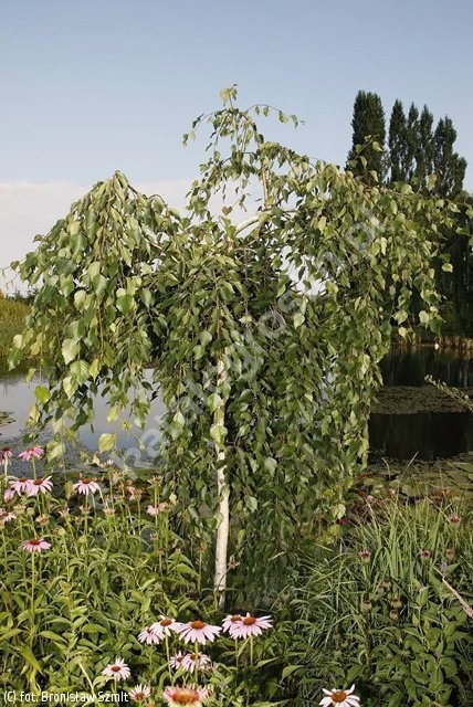 BETULA utilis 'LONG TRUNK