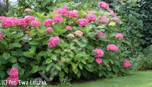 zdjecie rosliny: hortensja ogrodowa \'Bouquet Rose\'