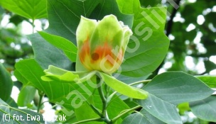 zdjecie rosliny: tulipanowiec amerykański