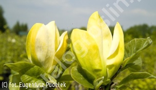 zdjecie rosliny: magnolia brooklińska \'Yellow Bird\'