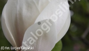 zdjecie rosliny: magnolia Soulange\'a \'Alba Superba\'