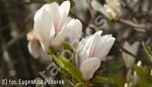 zdjecie rosliny: magnolia Soulange\'a \'Amabilis\'