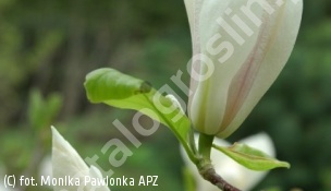 zdjecie rosliny: magnolia Soulange\'a \'Burgundy\'