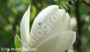 zdjecie rosliny: magnolia Soulange\'a \'Lennei Alba\'
