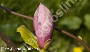 zdjecie rosliny: magnolia Soulange\'a \'Lombardy Rose\'