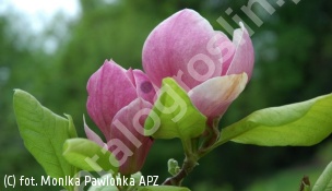 zdjecie rosliny: magnolia Soulange\'a \'Rustica Rubra\'