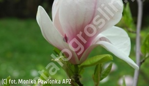 zdjecie rosliny: magnolia Soulange\'a \'Speciosa\'