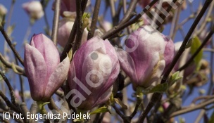 zdjecie rosliny: magnolia Soulange\'a \'Verbanica\'