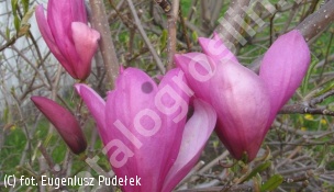 zdjecie rosliny: magnolia \'Ann\'