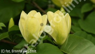 zdjecie rosliny: magnolia naga YELLOW RIVER \'Fei Huang\'