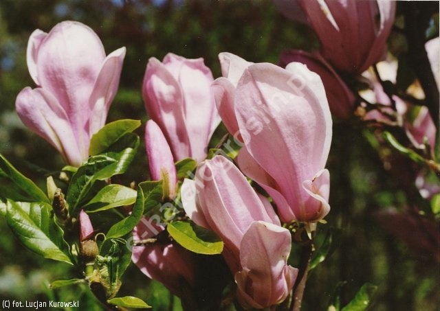 magnolia \'George Henry Kern\'