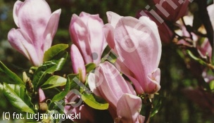 zdjecie rosliny: magnolia \'George Henry Kern\'
