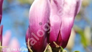 zdjecie rosliny: magnolia \'Heaven Scent\'