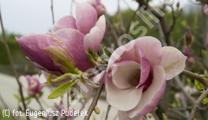 zdjecie rosliny: magnolia \'Jane\'