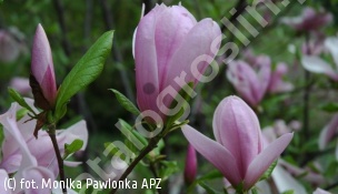 zdjecie rosliny: magnolia \'Judy\'