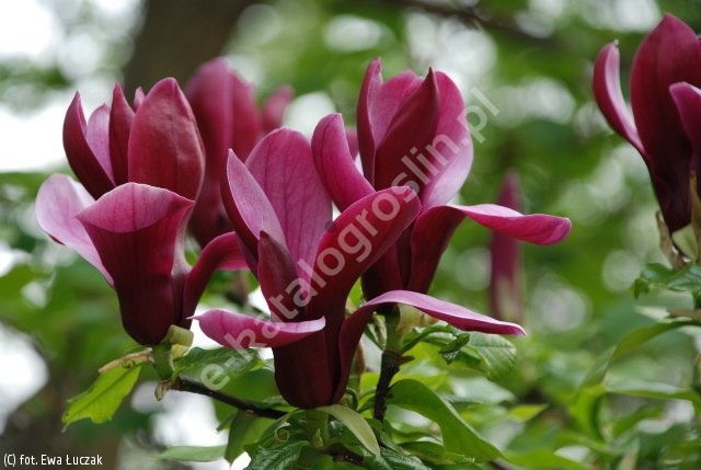 Magnolia liliiflora 'Nigra' magnolia purpurowa 'Nigra' - katalog roślin  Związku Szkółkarzy Polskich