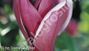zdjecie rosliny: magnolia purpurowa \'Nigra\'