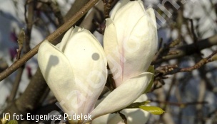 zdjecie rosliny: magnolia \'Manchu Fan\'