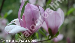 zdjecie rosliny: magnolia \'Pinkie\'