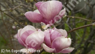 zdjecie rosliny: magnolia \'Sentinel\'