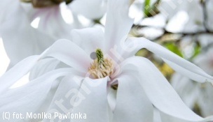 zdjecie rosliny: magnolia gwiaździsta