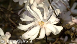 zdjecie rosliny: magnolia gwiaździsta \'Dr Massey\'