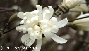 zdjecie rosliny: magnolia gwiaździsta \'Waterlily\'