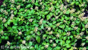 zdjecie rosliny: runianka japońska \'Green Carpet\'
