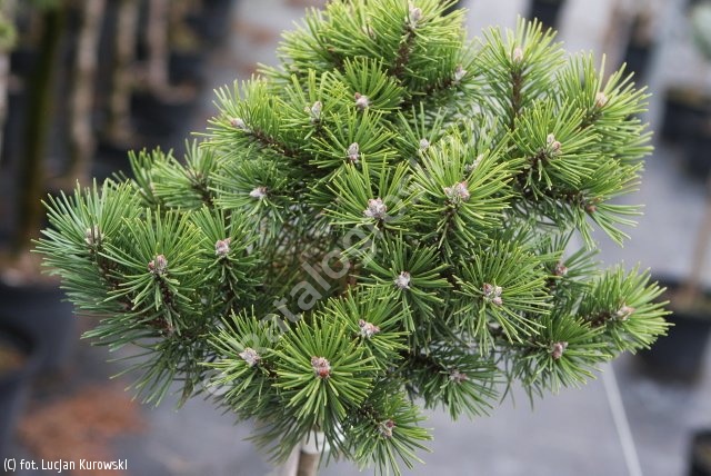 Pinus Mugo Kobold