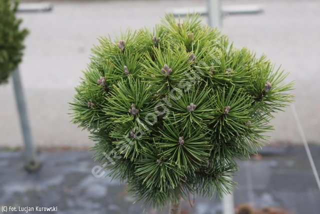 Pinus Mugo Kobold