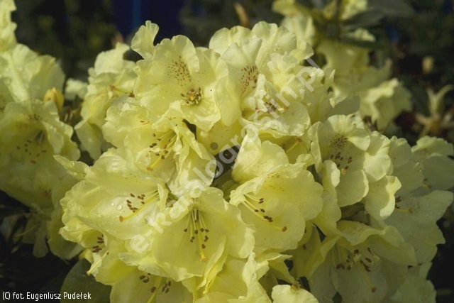 Rhododendron 'Goldkrone