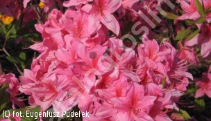 zdjecie rosliny: azalia Rosy Lights