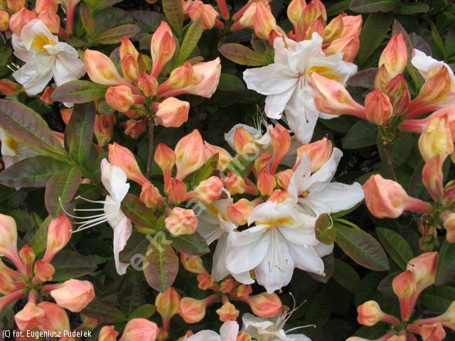 Azalea silver slipper hot sale