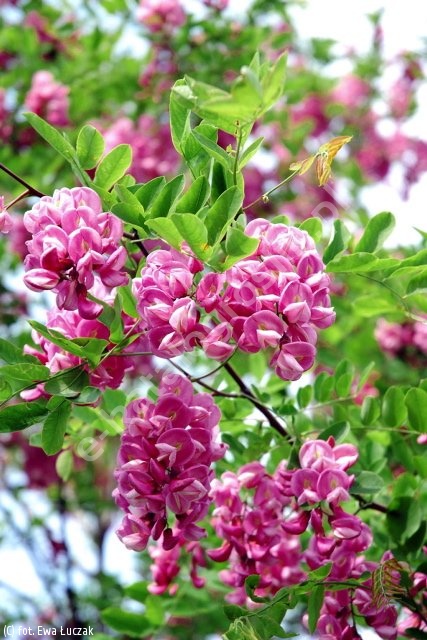 Robinia x margaretta ´Casque Rouge´, Schöner kleinkroniger …