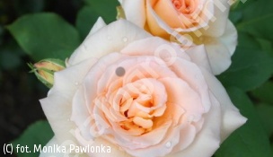 zdjecie rosliny: róża \'Apricot Nectar\'