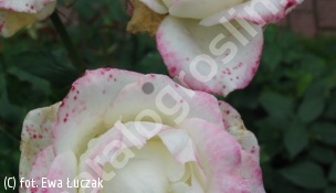zdjecie rosliny: róża ATHENA \'Rühkor\'