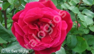 zdjecie rosliny: róża BARKAROLE \'Tanelorak\'