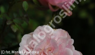 zdjecie rosliny: róża \'Bonica\'