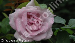 zdjecie rosliny: róża CHARLES DE GAULLE \'Meilanein\'