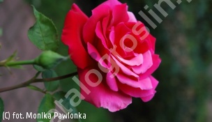 zdjecie rosliny: róża EROICA \'Erotika\'