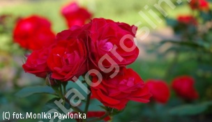 zdjecie rosliny: róża \'Europeana\'