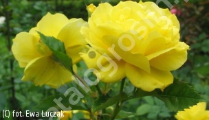 zdjecie rosliny: róża FRIESIA \'Korresia\'