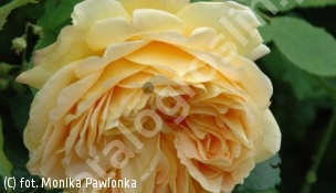 zdjecie rosliny: róża GOLDEN CELEBRATION \'Ausgold\'