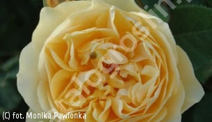 zdjecie rosliny: róża GRAHAM THOMAS \'Ausmas\'