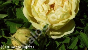 zdjecie rosliny: róża \'Harison\'s Yellow\'