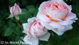 zdjecie rosliny: róża HERITAGE \'Ausblush\'