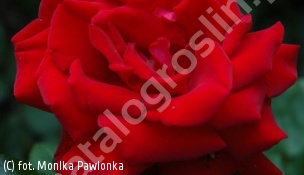 zdjecie rosliny: róża INGRID BERGMAN \'Poulman\'