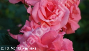 zdjecie rosliny: róża KALINKA \'Meihartfor\'