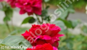 zdjecie rosliny: róża KRONENBOURG \'Macbo\'